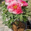 SYITCUN 4pack Peony Cages and Supports, 10 x 16 Inch