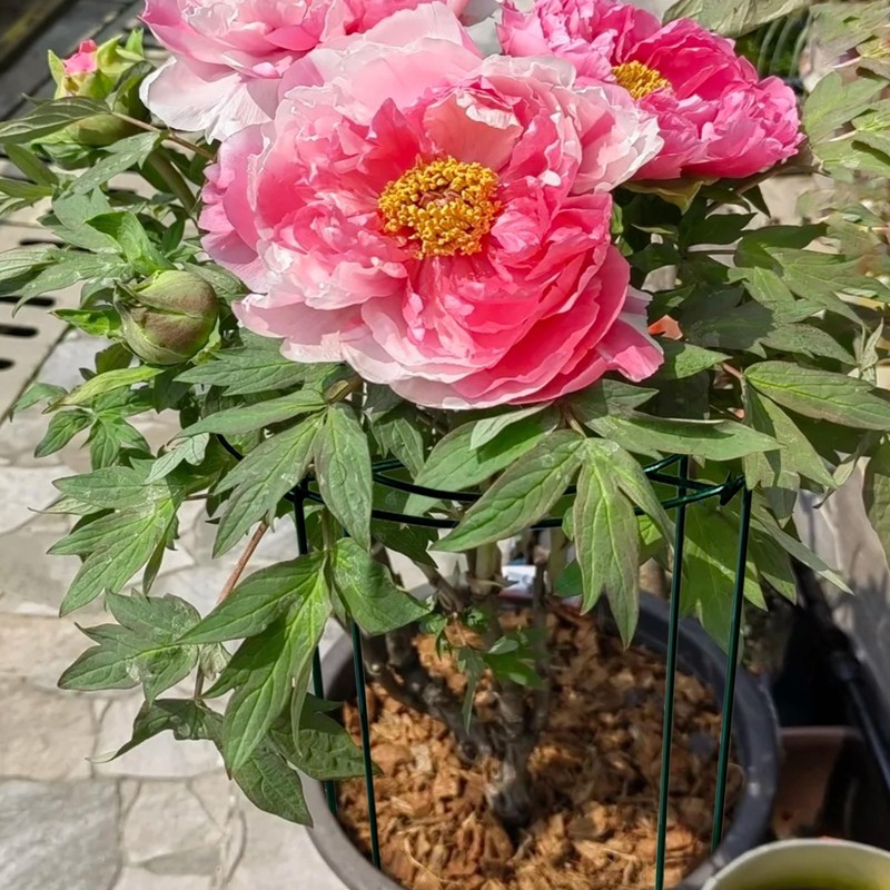 SYITCUN 4pack Peony Cages and Supports, 10 x 16 Inch
