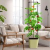 Docred Tomato Planter Boxes with Trellis Wheel 63" Self-Watering Tomato