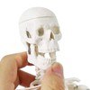 Mini Human Skeleton Model for Anatomy, 17.7 Inches (45 cm)