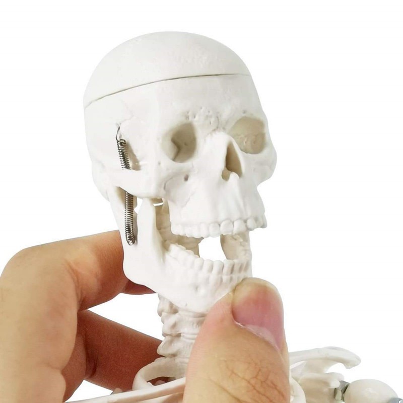 Mini Human Skeleton Model for Anatomy, 17.7 Inches (45 cm)