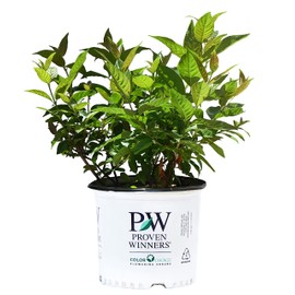 Proven Winners - Cephalanthus occidentalis Sugar Shack (Buttonbush) Shrub, white flowers, #3 - Size Container