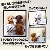 Amily, 4 Types of Plush Dogs, Keychain, Ribbon, Fluffy, Cute,