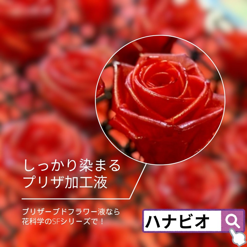 Preserved Flower Processing Liquid Instant Preserved SF-G Solution (1 Liquid