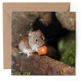 1 x Greeting Card - Cute Vole Wildlife Animal - Blank Birthday Celebration Anniversary #50705
