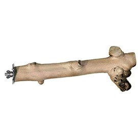 Prevue Pet Perch Coffee Bird Ladder with Rung, Wide 9"