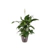 elho Brussels Diamond Round 16 - Flower Pot Indoor -
