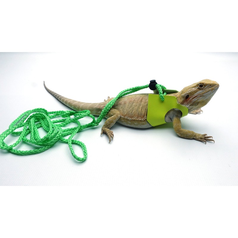 Ogle Lizard Leash, Limited Edition Fluorescent Yellow (Large)