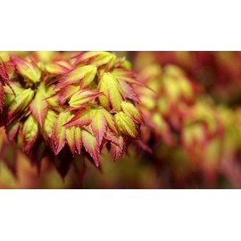 Kiyohime Japanese Maple 3 - Year Graft