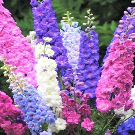 TomorrowSeeds - Rocket Mix Larkspur Seeds - 1200+ Count Packet - for 2024 Delphinium Garden Colorful Blue Purple Pink Dolphin Border Garden Flower