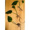 Live Plant Big Roots, Big Leaf(Epipremnu