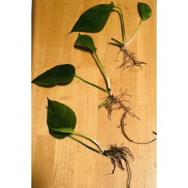 Live Plant Big Roots, Big Leaf(Epipremnu