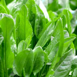 TomorrowSeeds - Large Leaf Sorrel Seeds - 500+ Count - for 2025 Planting Non-GMO Heirloom Herbs Vegetable USA Plant Leaf Herb Rau Chua Vietnamese Garden Lemon French Sour Roselle Grow Your Own Home