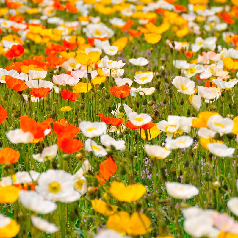 Washington Wildflower Seed Mix - Over 60,000 Premium Seeds -