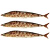 pcb pepper food sample autumn sword fish grilled fish food