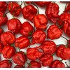 Carolina Reaper Red Pepper Seeds