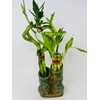 Jmbamboo - Live 10style Lucky Bamboo Plant Arrangement with Ceramic