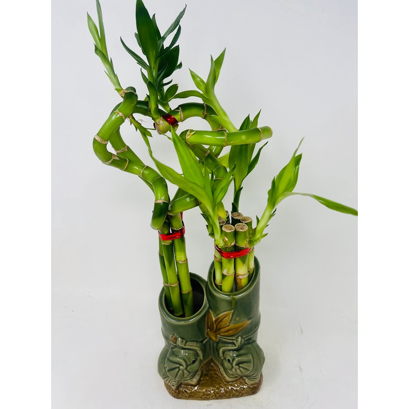 Jmbamboo - Live 10style Lucky Bamboo Plant Arrangement with Ceramic