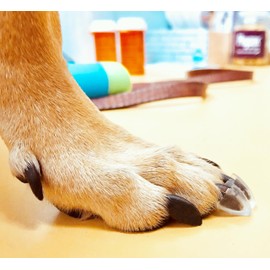 Dr. McHenry's Dog Toe Treads, Set of 24, Adhesive, Cleaning Brush, Increased Traction, Dog Mobility Support, X-Large Kit- Weight: 60-150 lbs. 1.6 oz.
