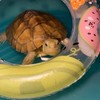 Turtle Floating Platform Toy - 3 Pack Inflatable Small Animal