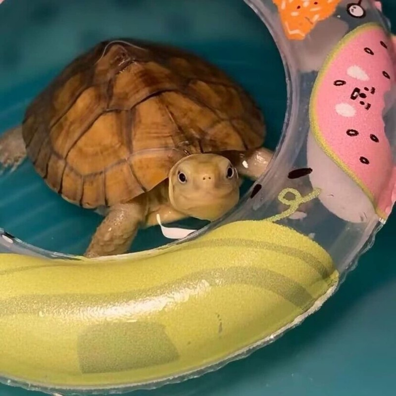 Turtle Floating Platform Toy - 3 Pack Inflatable Small Animal
