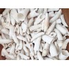 100PC Alligator Teeth for Making Gator Teeth Necklace Real Alligator