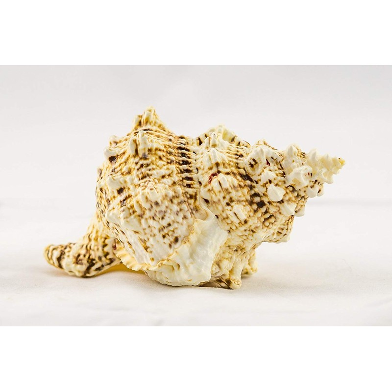 Conch Shell Decor - Seashell Decor - 9" Large Frog