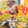 Preboun 50 Pcs Fall Pumpkin Dog Bandana Bulk Maple Leaves