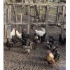 Chicken Manure 5lbs Chicken Manure, Fresh, Organic