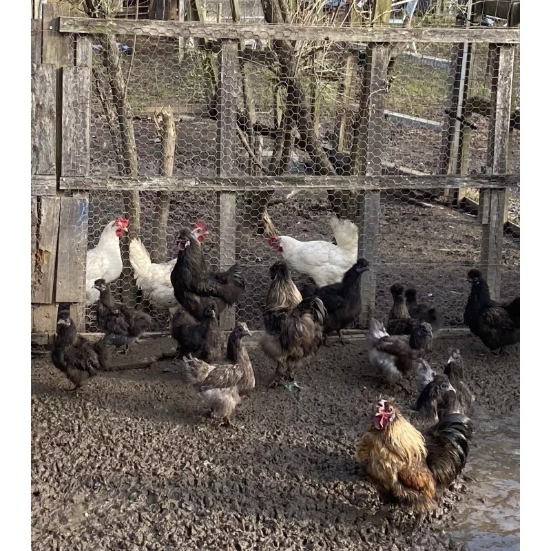Chicken Manure 5lbs Chicken Manure, Fresh, Organic