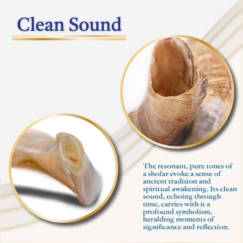 Original Ram Horn Shofar Natural Colors (17,3¨-19,6")