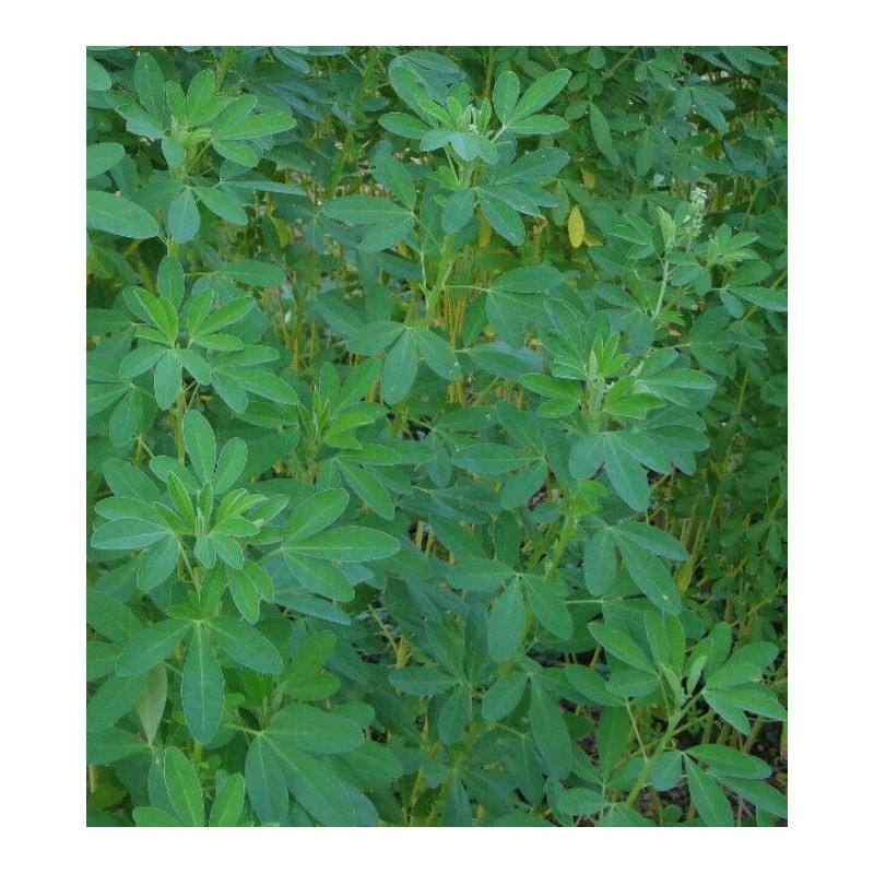 SPECIAL COMBO 20 Loroco Plant Seeds & 20 Seeds Chipilin