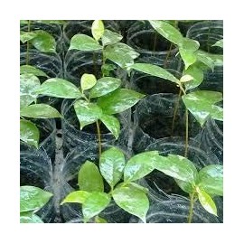 Fully Grown Well Rooted Soursop Plant, Annona Muricata Plant, Guanábana Soursop Live Tree Fruit Plant, 5''-12''” Live Well Rooted Soursop Plant