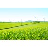 Shizuoka Tea Ichiban Tea Roasted Green Tea Bag with Matcha,
