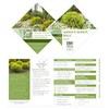 2 Gallon Proven Winners Anna's Magic Ball Arborvitae Shrub
