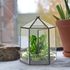 ELEGANTLIFE Glass Geometric Plant Terrarium,Succulent & Air Planter for Home