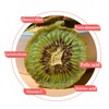 Dehydrated Dried Kiwi Slices - Pure Fruit Snack, No Added