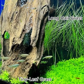 4 Pack Aquarium Plant S.e.e.ds, no Artificial Plastic Plant, Fish Tank Live Grass for All substrates (0.36ozTiny+0.36oz Long+0.36oz Short+0.36oz Big Dual) ZQV-006