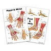 Blue Tree Publishing Foot and Ankle, Hand and Wrist Anatomical