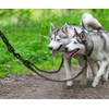 DDSCOLOUR Double Dog Leash Coupler, No Tangle 360° Swivel Reflective