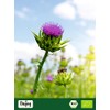 Biojoy Biojoy BIO-Mariendistelsamen ganz (1 kg), ideal fr Mariendistel Tee