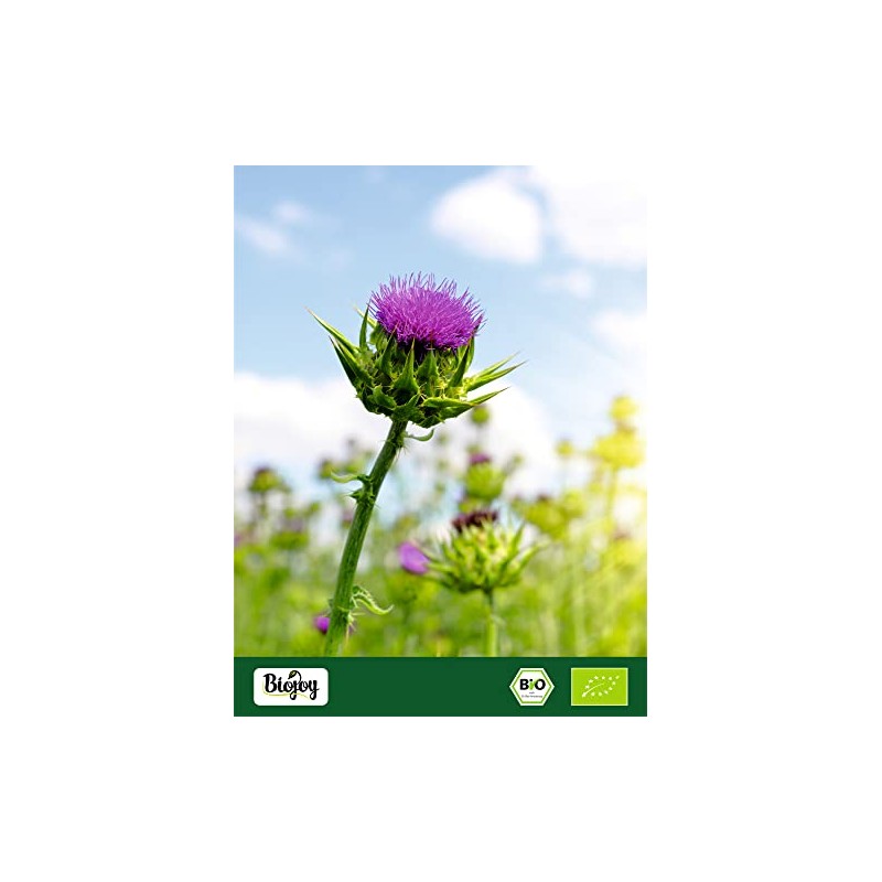 Biojoy Biojoy BIO-Mariendistelsamen ganz (1 kg), ideal fr Mariendistel Tee