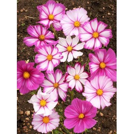 TomorrowSeeds - Candy Stripe Cosmos Seeds - 2000+ Count - For 2025 Planting USA Garden Flower Bouquet Cosmo Plant Non-GMO Marigold Rose Live Sunflower Grow Your Own Home Farm Patio Healthy Sustainable