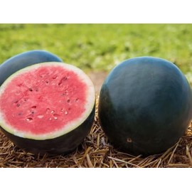 45 Watermelon Seeds - Giant - Black Diamond Heirloom - Non-GMO - Always Fresh Seeds!
