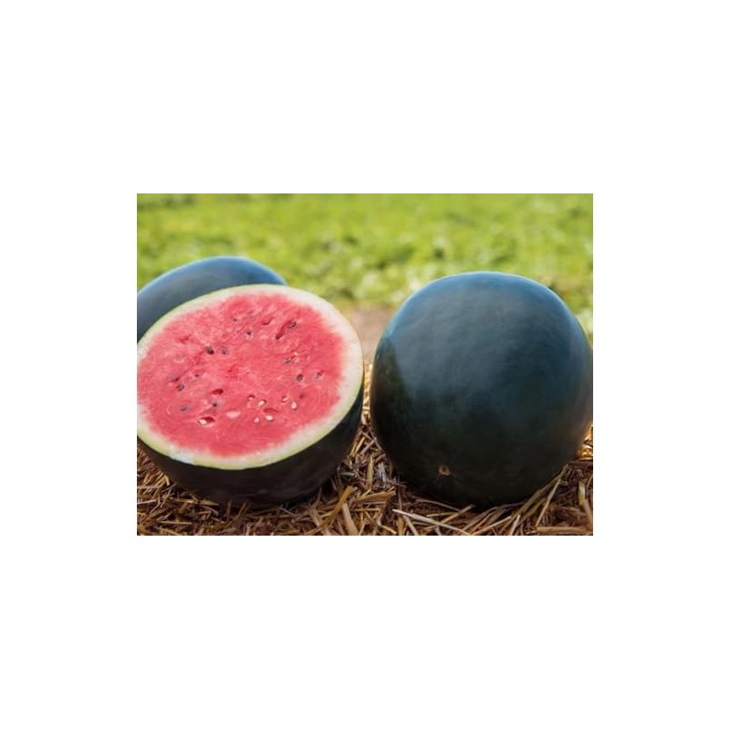 45 Watermelon Seeds - Giant - Black Diamond Heirloom -
