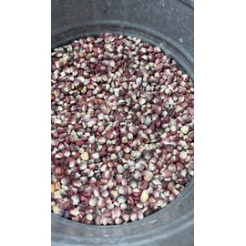 Bulkbuyz1 Purple Hominy Corn- Maiz para Pozole Morado Bulk No Chemicals 1 Lb