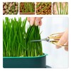 FENGQQKJ Pack of 3 Cat Grass Planter Catnip Cat Grass