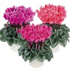 Cyclamen Seeds 15 Seeds Cyclamen Bisous Mix Flower Seeds