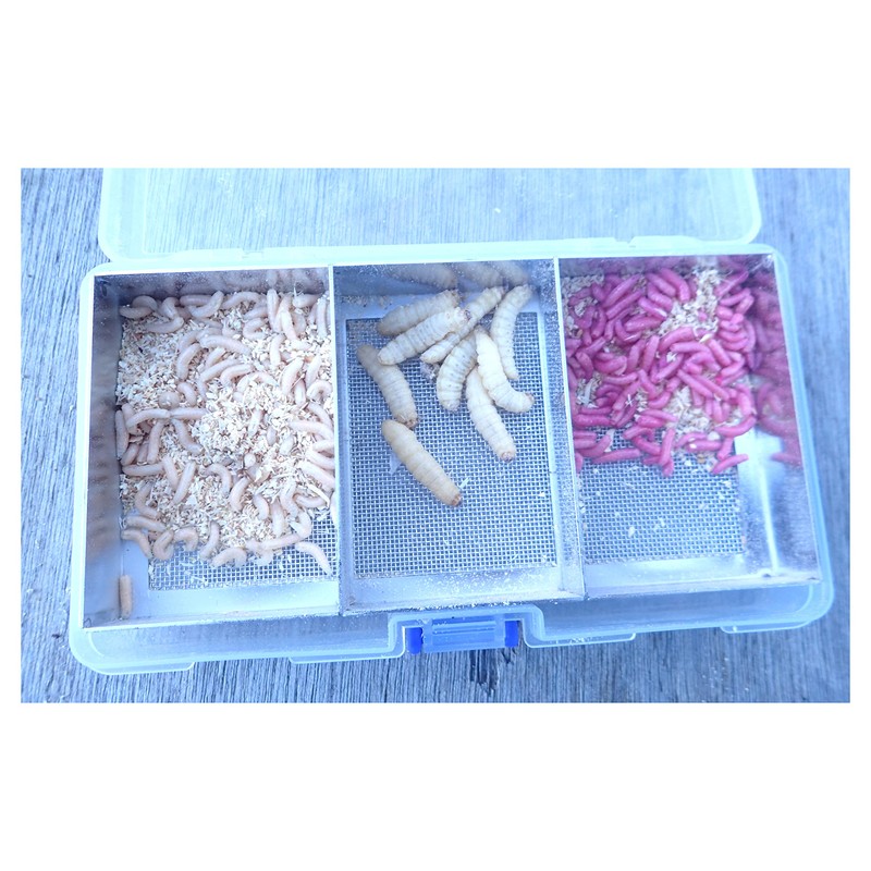 Fishing Sanmai Wakasagi Triple Bait Box (Outer Dimensions): Approx. 6.5