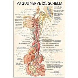 XZHDXTIN Neurology Knowledge Metal Tin Signs Vagus Nerve Schema Vintage Poster Healthcare Practitioners Guide Home Clinics Hospital Offices Wall Decor